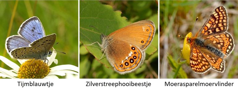 De drie soorten van de habitatrichtlijn die al uit Nederland zijn verdwenen