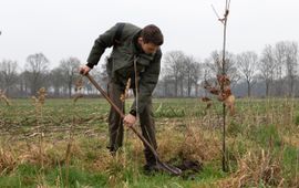 aanplant van jonge bomen in Drenthe