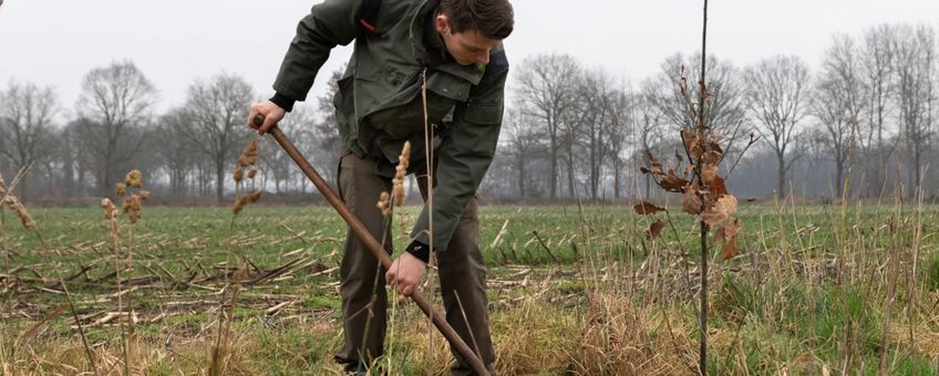 aanplant van jonge bomen in Drenthe