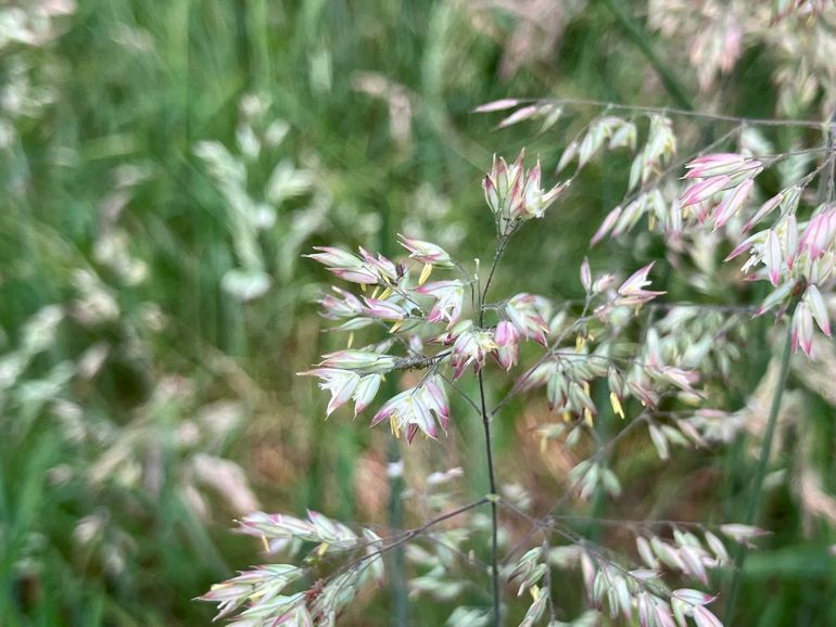 Gras in volle bloei