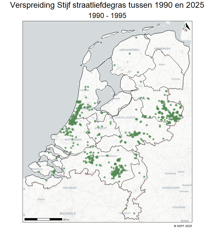 Stijf straatliefdegras is de afgelopen decennia enorm toegenomen