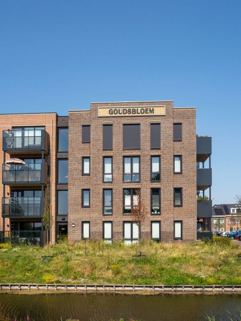Goudsbloem