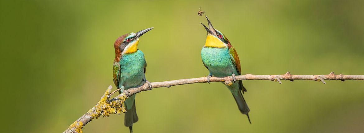 Bijeneter / Shutterstock