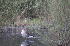 Grauwe Gans in de Peel