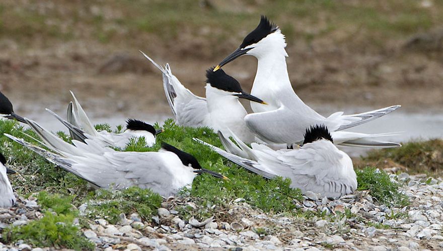 Grote stern / Birdphoto