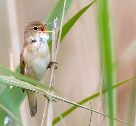 Kleine karekiet / Birdphoto