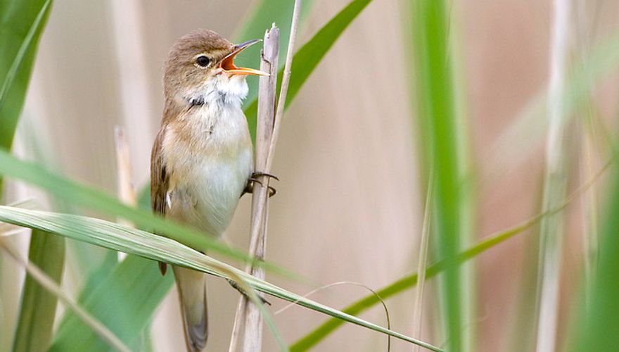 Kleine karekiet / Birdphoto