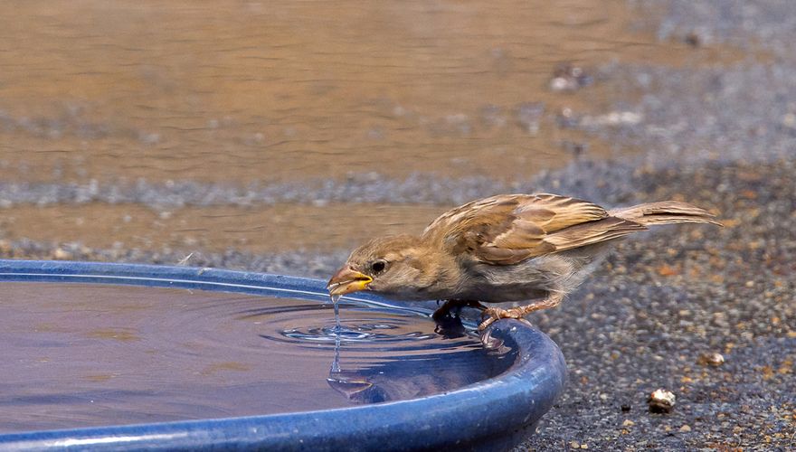 Waterschaal / Hans Peeters