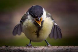 Juveniele koolmees bedelt om voedsel