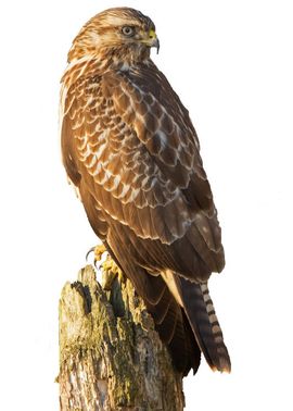 Buizerd / Rob Kempers