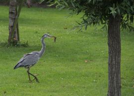 reiger met muis