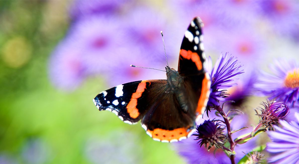 Atalanta op herfstaster / Shutterstock