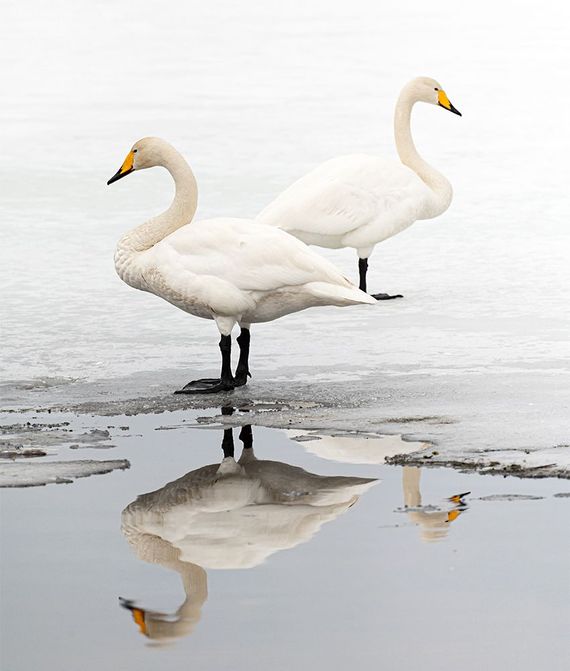 Wilde zwaan / Hans Peeters