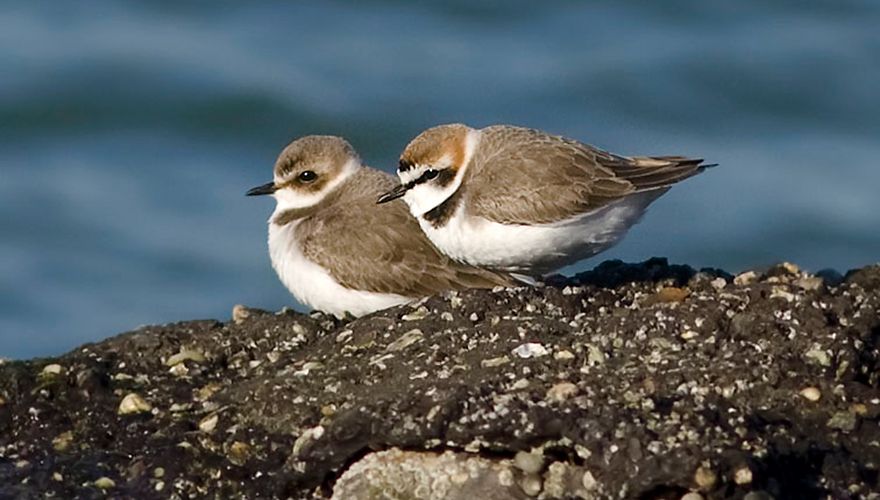 Strandplevier / Vogeldakboek - Adri de Groot