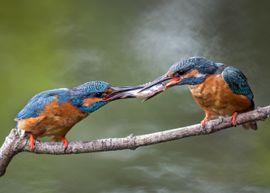 IJsvogel male geeft female een lekker visje cadeau