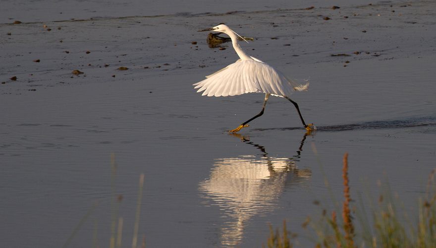 Kleine zilverreiger / Jouke Altenburg