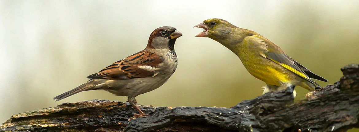 Groenling en huismus / Rob Kempers