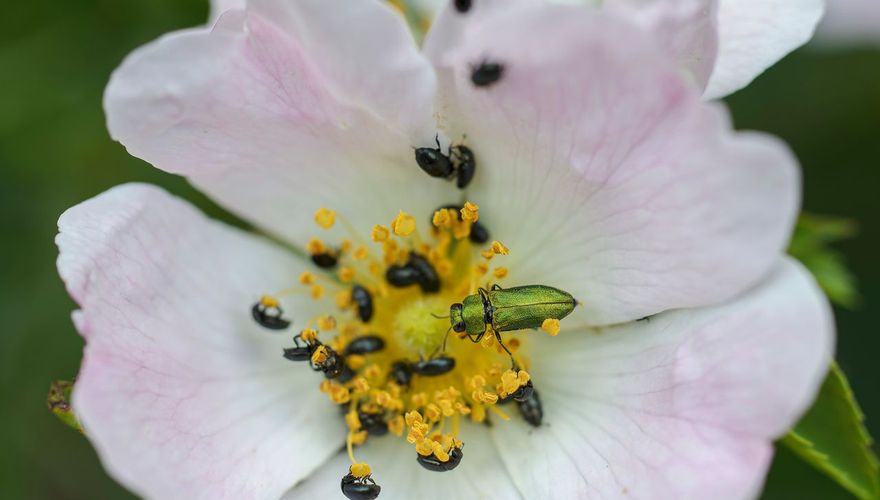 Hondsroos insect / Shutterstock