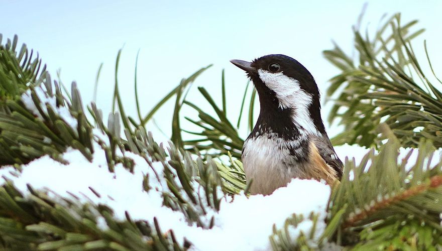 Zwarte mees / Pixabay