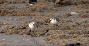 Strandwandelen met drieteenstrandlopers