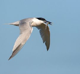 Grote stern / Marc Guyt, AGAMI