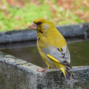 Groenling / Wilma Hoeve, Fotogalerij