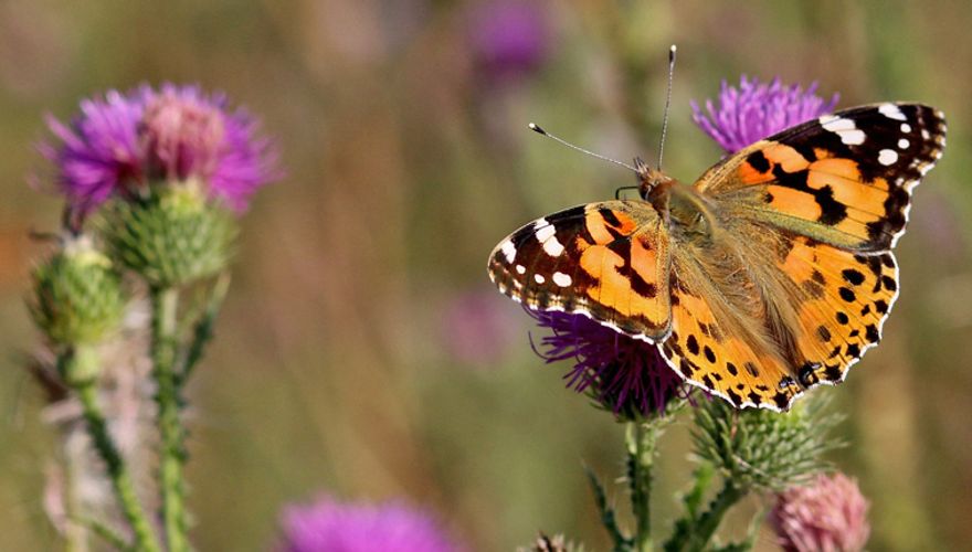 distelvlinder / pixabay