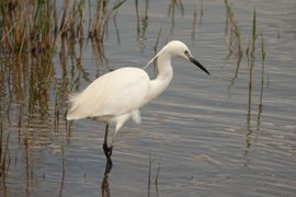 Prachtige pose van deze elegante vogel