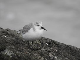 Drieteenstrandloper Friesland