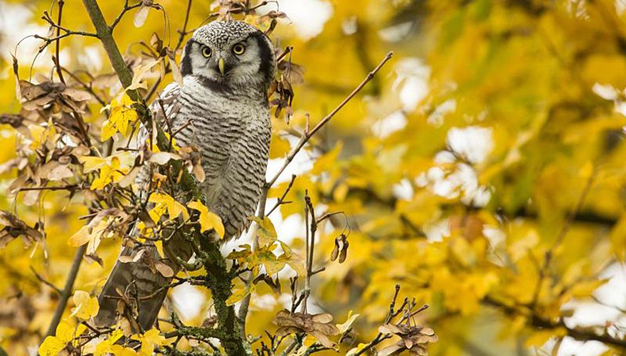 Sperweruil / amkeizer - Vogelweb