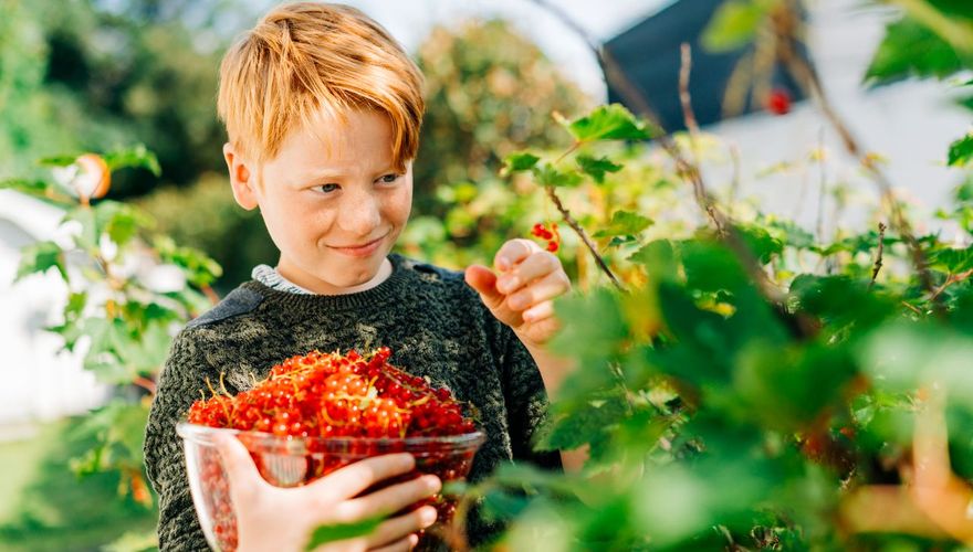 Aalbes tuin / iStock