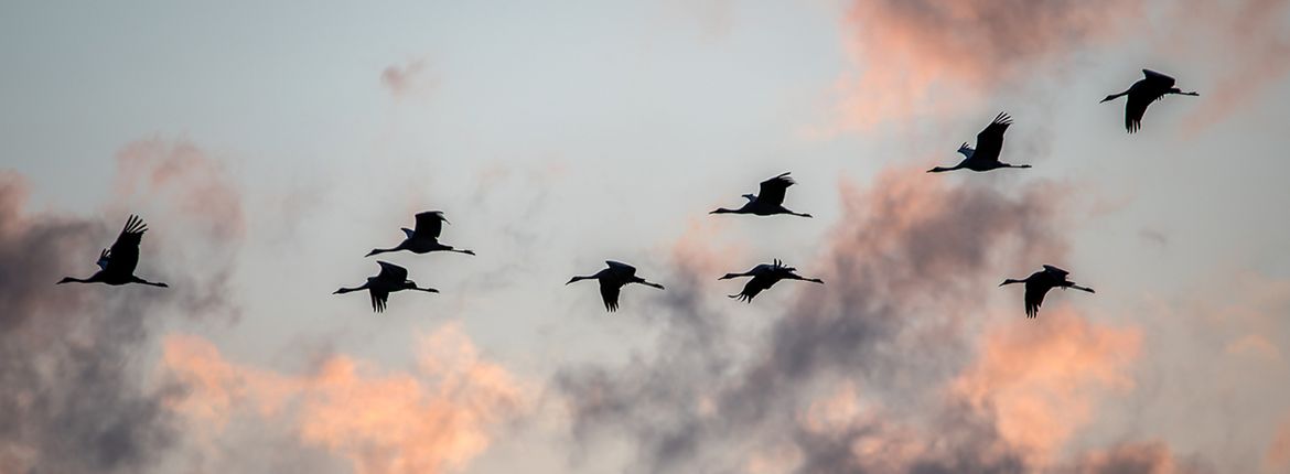 Kraanvogels / Shutterstock