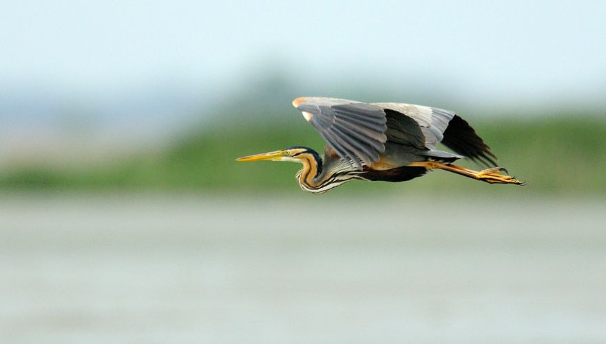 Purperreiger / Jelle de Jong