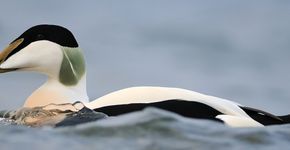 Eider / Shutterstock