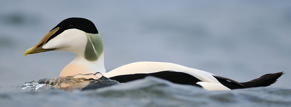 Eider / Shutterstock