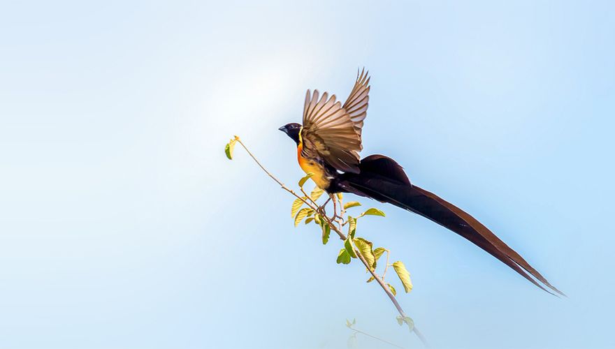 Long-tailed Paradise Whydah / Shutterstock