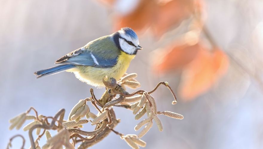 Pimpelmees / Shutterstock