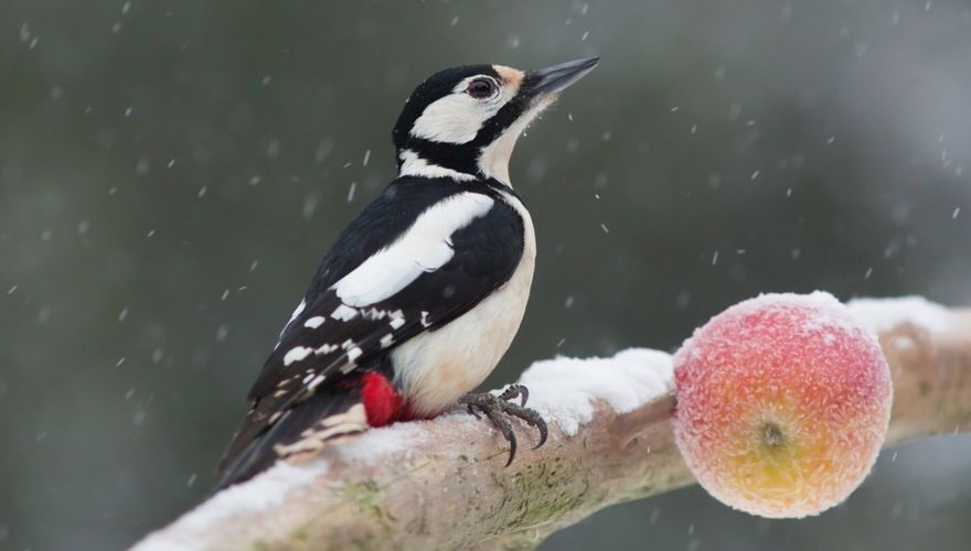 Grote bonte specht in winterweer / Shutterstock