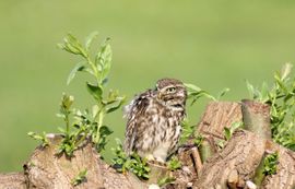 Steenuil in de avondzon