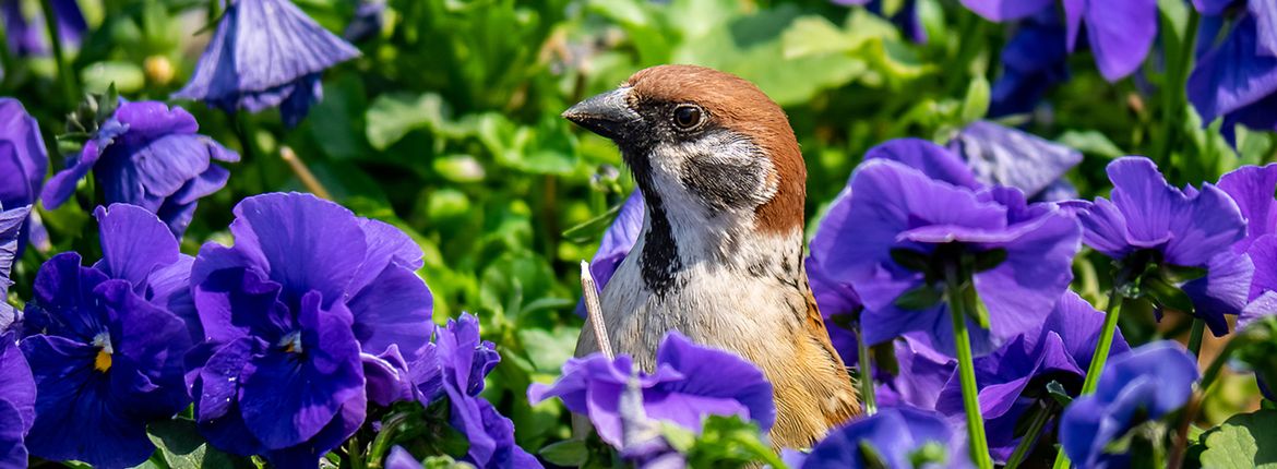 Ringmus tussen viooltjes / Shutterstock