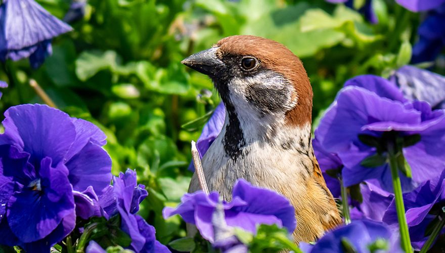 Ringmus tussen viooltjes / Shutterstock