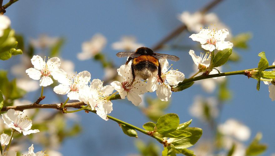 Hommel op wilde pruim / Pixabay