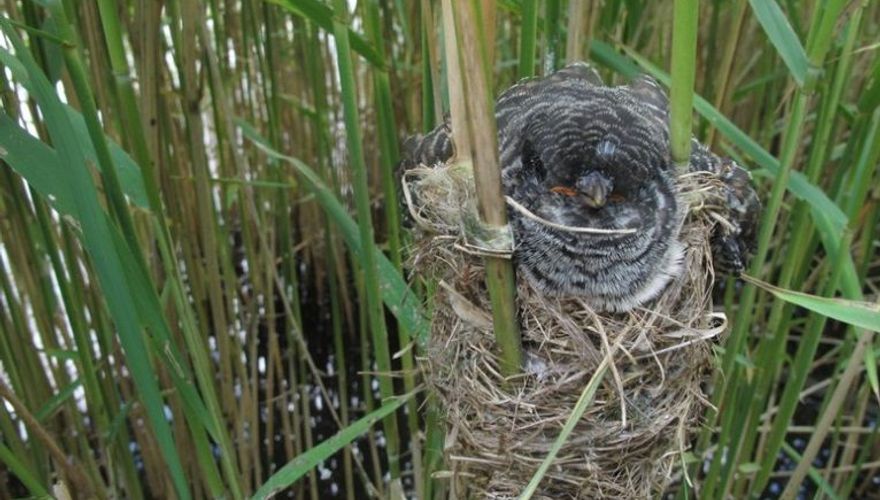 Koekoeksjong nest / Beleef de Lente