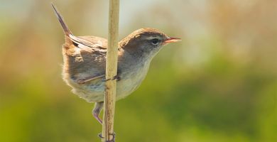 Cetti's zanger / Shutterstock