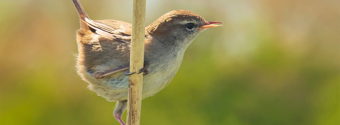 Cetti's zanger / Shutterstock