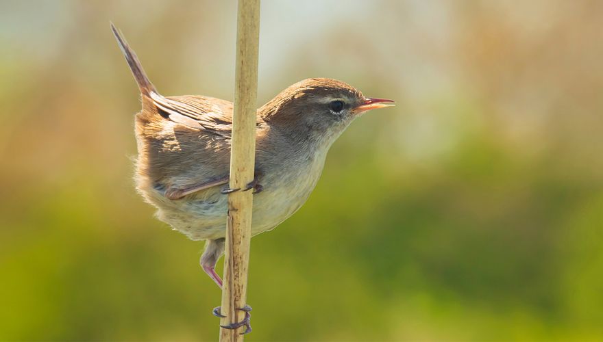 Cetti's zanger / Shutterstock