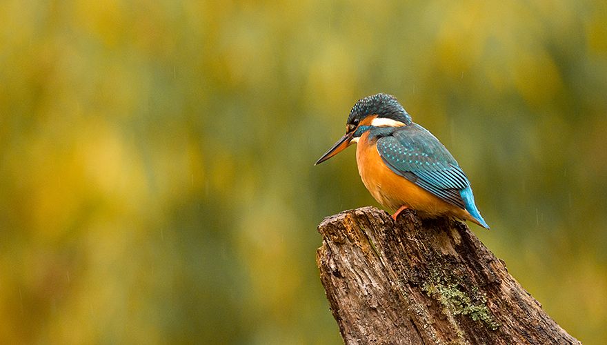 Europse ijsvogel / Hans Peeters