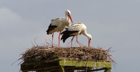 Ooievaar / Jouke Altenburg