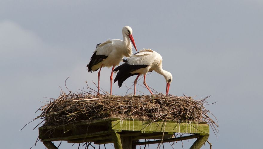 Ooievaar / Jouke Altenburg