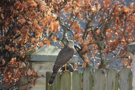 sperwer verrast spreeuw